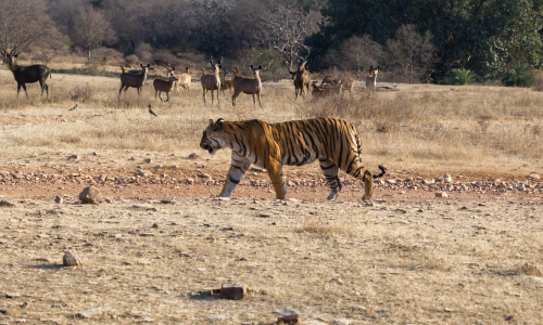 Ranthambore Tour package